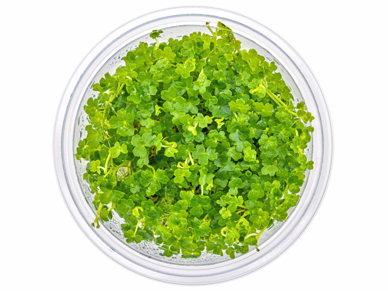 Kleinblättriger Wassernabel - Hydrocotyle tripartita ´Mini´ in vitro